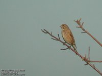 Eurasian Linnet - Carduelis cannabina