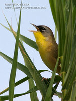 Gray-crowned Yellowthroat - Geothlypis poliocephala