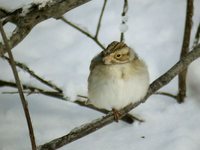 Clay-colored Sparrow - Spizella pallida