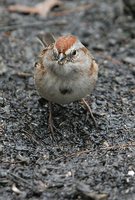 American Tree Sparrow - Spizella arborea