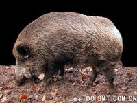 韩国野猪 Sus scrofa coreanus -