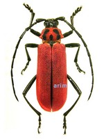 주홍하늘소 - Purpuricenus temminckii