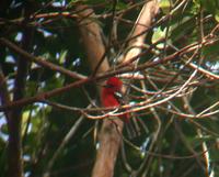 White-winged Tanager