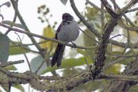 Slaty Brush-Finch