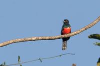 Blue-crowned  trogon   -   Trogon  curucui   -  Trogone  capoblu