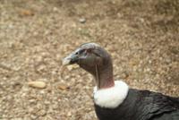 Andean Condor (female)