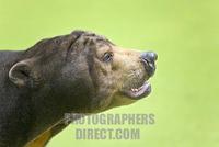 Malayan Sun Bear ( Ursus malayanus ) stock photo