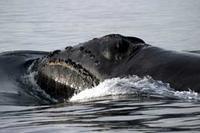 north Pacific right whale