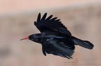 alpekr�ke / red-billed chough (Pyrrhocorax pyrrhocorax)