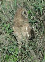 Marsh Owl p.198