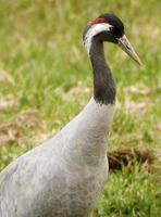 Common Crane Grus grus