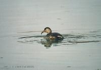 논병아리 Little Grebe Podiceps ruficollis