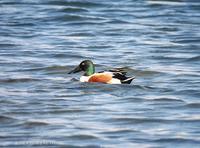 넓적부리 Shoveler Anas clypeata