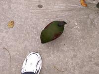 Crested Wood Partridge