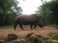We capture quite a lot of rhino in our camera traps. Coming...