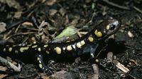 : Ambystoma maculatum; Spotted Salamander