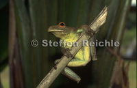 : Hypsiboas boans