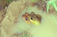 : Hypsiboas faber