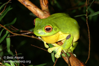 : Litoria chloris; Red-eyed Tree Frog