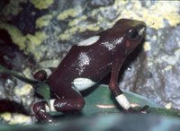 : Oophaga histrionica; Harlequin Poison Frog
