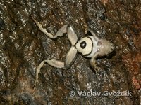 : Phrynobatrachus cricogaster