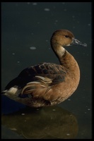 : Dendrocygna bicolor; Fulvous Whistling Duck