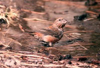 : Loxia curvirostra; Red Crossbill