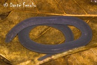 : Typhlonectes compressicauda