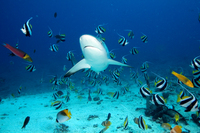 : Carcharhinus amblyrhynchos; Grey Reef Shark