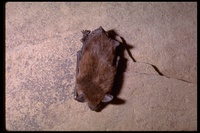 : Eptesicus fuscus; Big Brown Bats