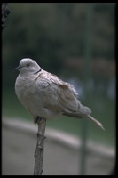 : Streptopelia decaocto; Collared Dove