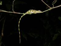 : Anolis transversalis