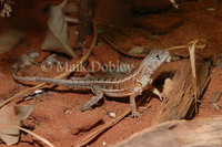 : Chalarodon madagascariensis; Malagasy Iguana