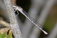 : Enallagma carunculatum; Tule Bluet