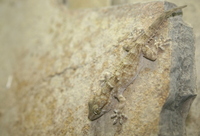 : Tarentola annularis; Ringed Wall Gecko