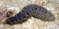 : Holothuria verrucosa