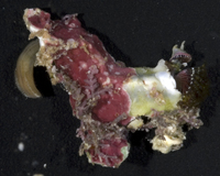 : Spirobranchus