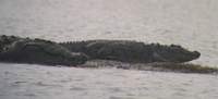 Mugger Crocodile (Crocodylus palustris) 2004. december 31. Chambal River