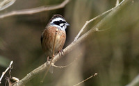 Japanese Meadow Bunting Emberiza cioides ciopsis