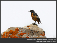 Phoenicurus erythrogaster Guldenstadt's Redstart 紅腹紅尾鴝 078-088