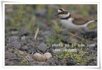 꼬마물떼새 Charadrius dubius Gmelin