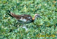 Photo of ostnák bažantovitý Hydrophasianus chirurgus Pheasant-tailed Jacana