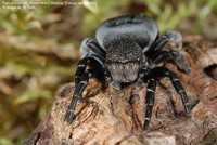 Rørkartespinder, Mariehøne Edderkop (Eresus sandaliatus) Foto/billede af