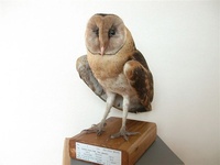 박제된 '가면올빼미'(Eastern Grass Owl Tyto longimembris) 표본.