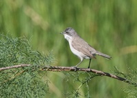 コノドジロムシクイ Lesser Whitethroat Sylvia curruca