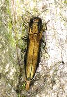 Agrilus sulcicollis