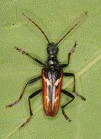 Rhagium bifasciatum var. deyrollei