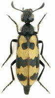 Hycleus tenerus