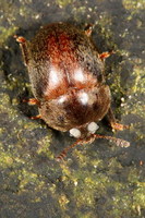 Cychramus variegatus