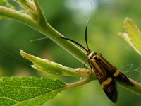 Nemophora degeerella
